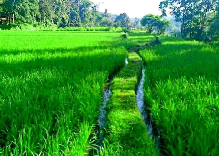 Lovely Sunrise 3 Bedroom Villa Ubud (Bali)